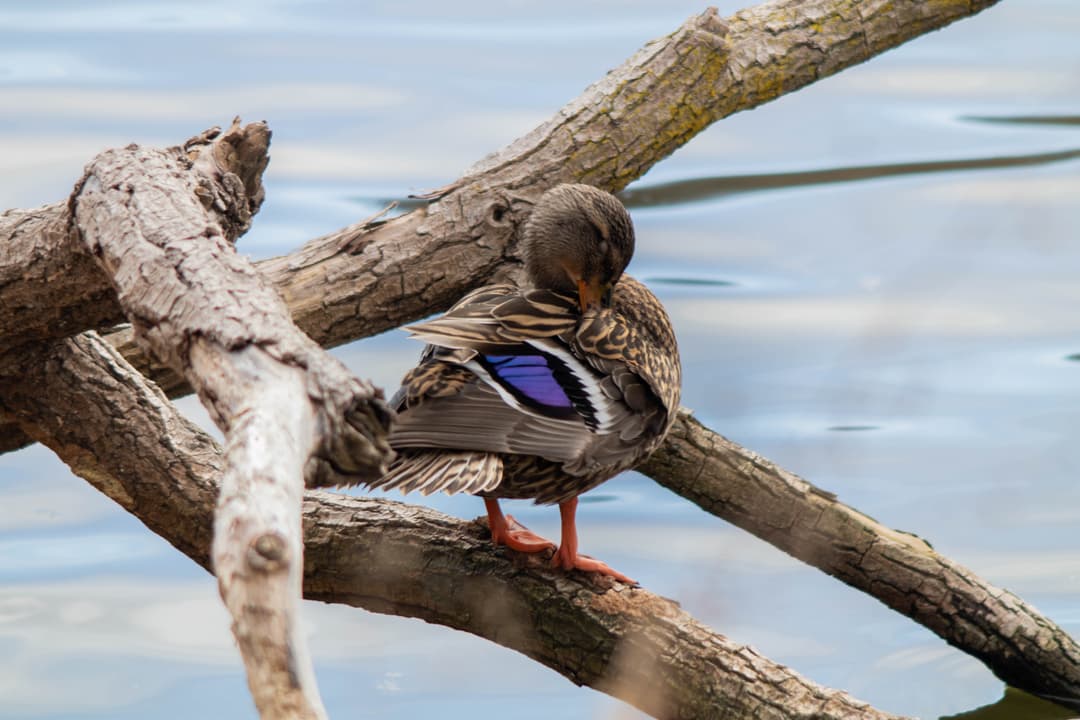 Nature / Animals